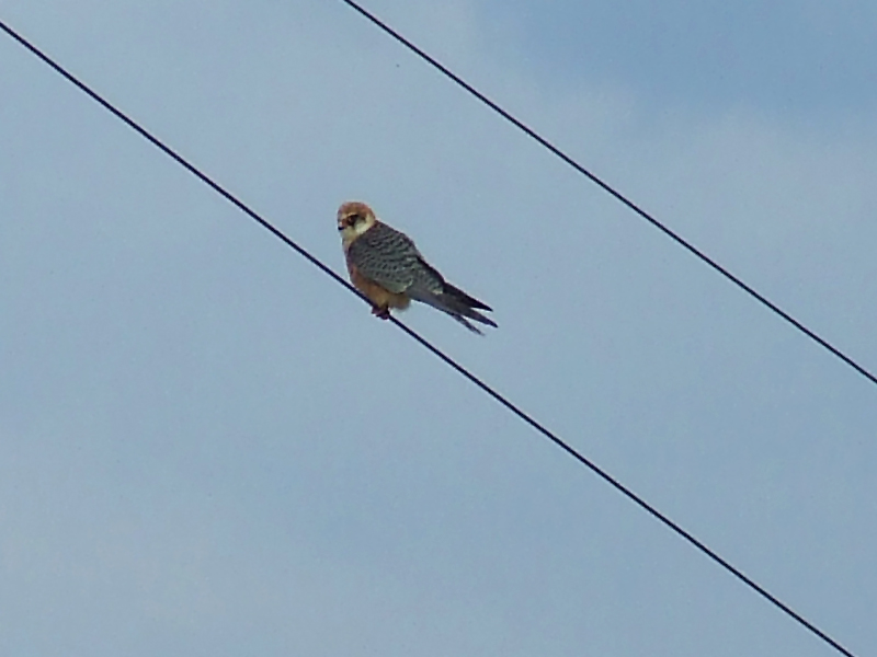 falco cuculo